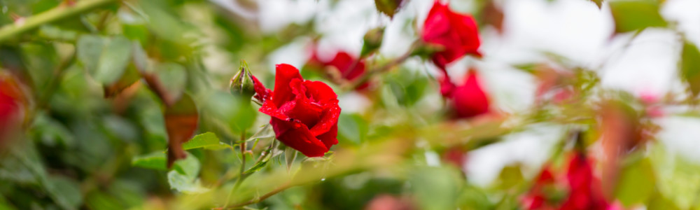 Blühende Sträucher – mehr Farbe, mehr Struktur, mehr Leben im Garten