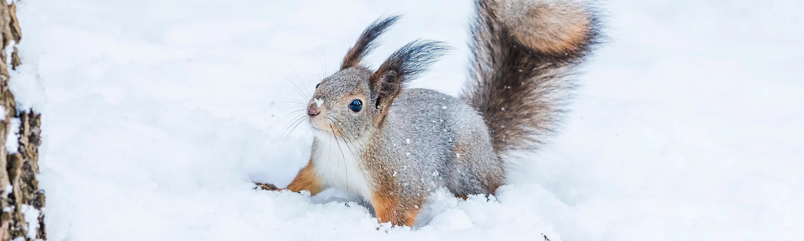 Wildtiere in Kaltenkirchen unterstützen: So schaffen Sie Winterquartiere